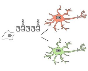 Embryonic stem cells