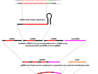 gene-editing technique CRISPR-Cas9