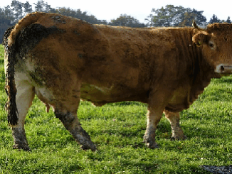 cow poop - raw material for a greener future.