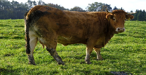 cow poop - raw material for a greener future.